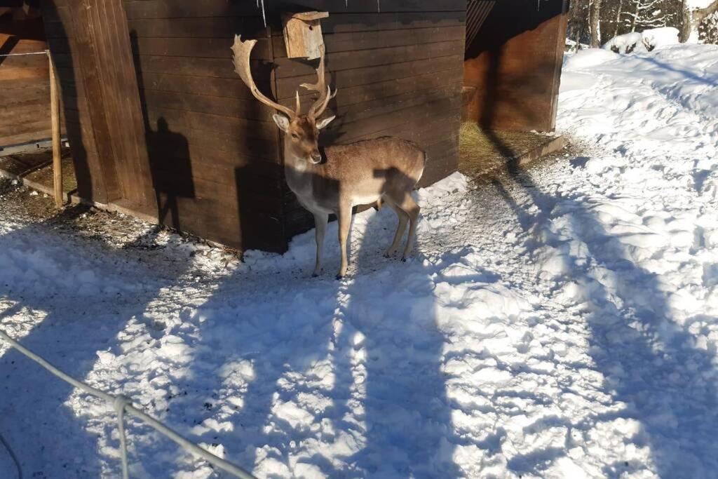Gemuetliche Ferienwohnung In Sankt Blasien Zewnętrze zdjęcie